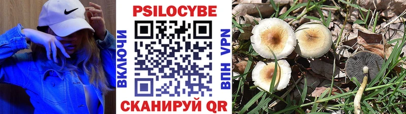 Псилоцибиновые грибы Psilocybe  блэк спрут зеркало  Ипатово  закладки 